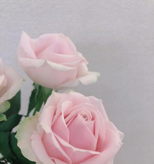淡粉色玫瑰的花语（探寻淡粉色玫瑰所代表的浪漫与柔情）