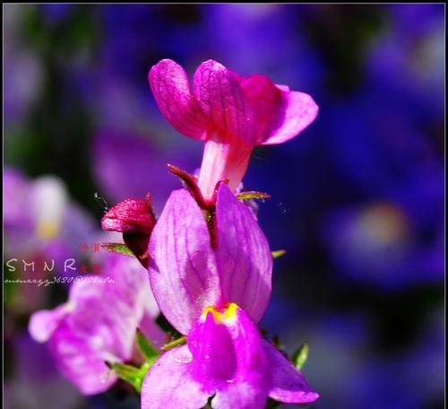 柳穿鱼（传统文化与自然之美的完美融合）