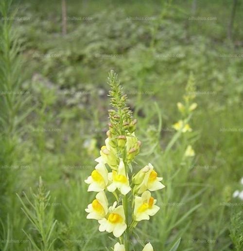 柳穿鱼（传统文化与自然之美的完美融合）