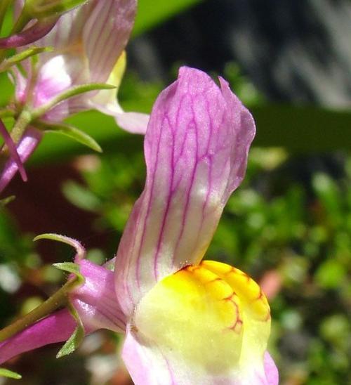 柳穿鱼（传统文化与自然之美的完美融合）