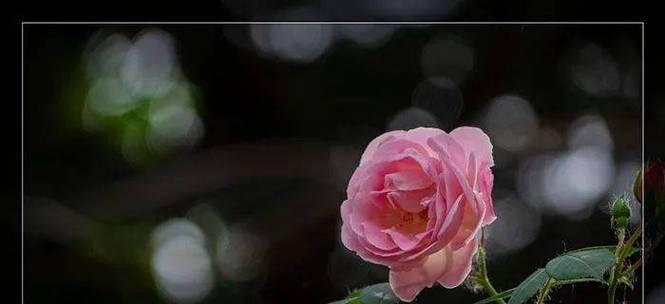 探寻禁忌之爱的花语（以代表禁忌的花为主题的深情故事）