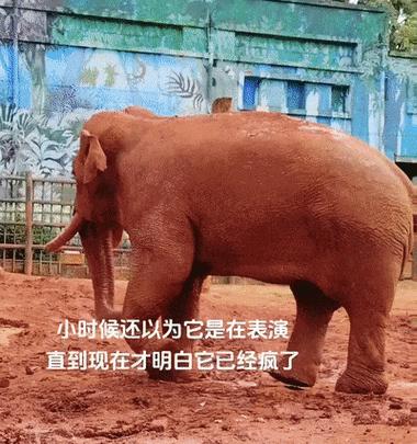 探寻禁忌之爱的花语（以代表禁忌的花为主题的深情故事）