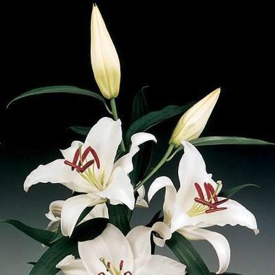 百合花的寓意与象征意义（探索百合花的文化内涵与心灵寄托）