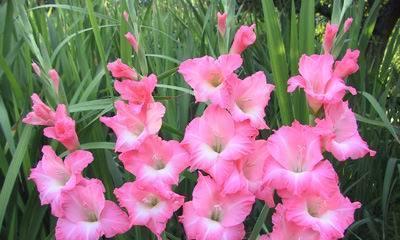 粉色剑兰的花语与寓意——呈现温柔和纯真的爱情（粉色剑兰）