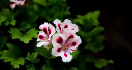 重逢的花语，寄托着思念和希望（一束花）