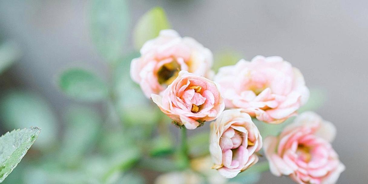 重逢的花语，寄托着思念和希望（一束花）