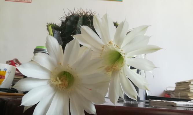 仙人掌（探究仙人掌的象征与寓意）