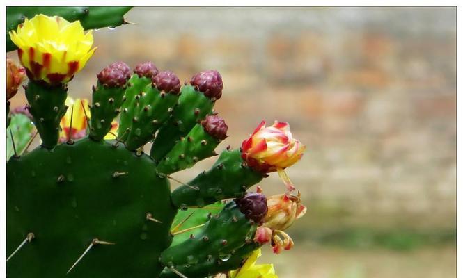 仙人掌（探究仙人掌的象征与寓意）