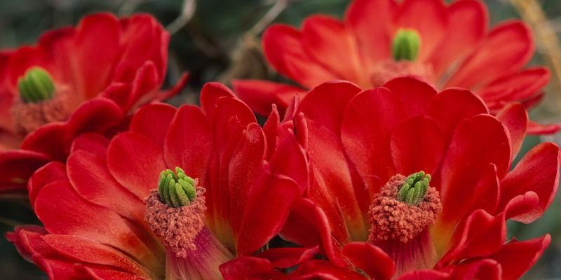 仙人掌（探究仙人掌的象征与寓意）