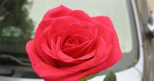 玫瑰花朵数的寓意（解读玫瑰花朵数与情感的关系）