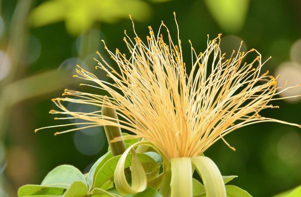 发财树开花预示着什么意思（揭秘发财树开花的象征和寓意）