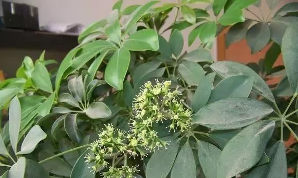 发财树开花预示着什么意思（揭秘发财树开花的象征和寓意）