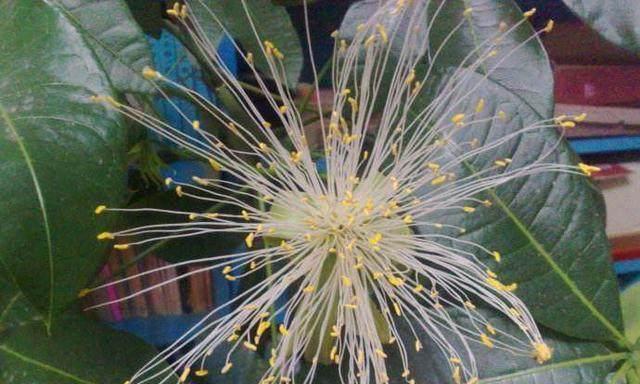 发财树开花预示着什么意思（揭秘发财树开花的象征和寓意）