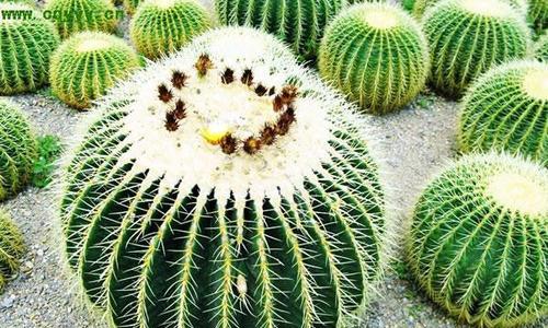 用植物象征友情，以花开为证（友情之美在花开中绽放）