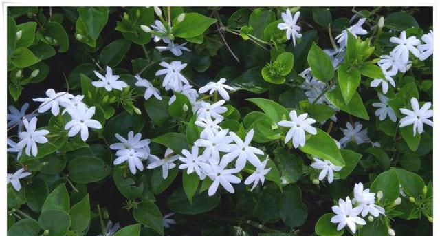 用植物象征友情，以花开为证（友情之美在花开中绽放）