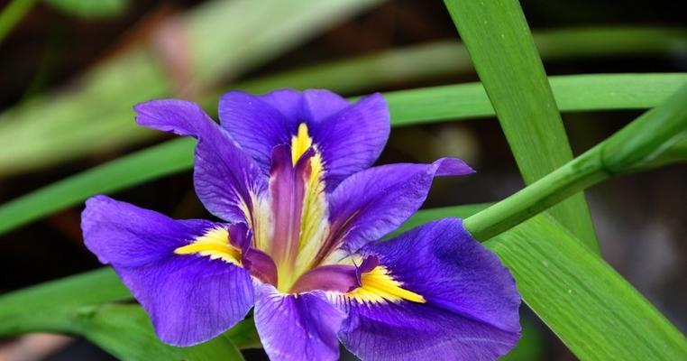 用植物象征友情，以花开为证（友情之美在花开中绽放）