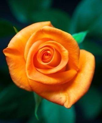 香槟色玫瑰花的寓意与象征（探寻香槟色玫瑰花的深层意义）