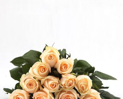 香槟色玫瑰花的寓意与象征（探寻香槟色玫瑰花的深层意义）