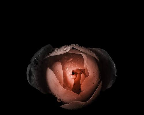 以紫玫瑰花语为主题的文章（黑暗中的美丽）