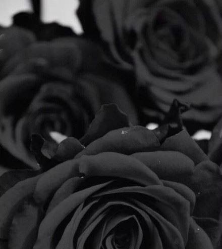 以紫玫瑰花语为主题的文章（黑暗中的美丽）