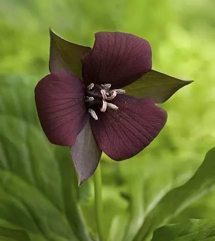 以紫玫瑰花语为主题的文章（黑暗中的美丽）