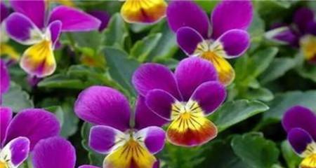 花开世界，春暖菫花香（赏花季节）