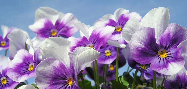 花开世界，春暖菫花香（赏花季节）
