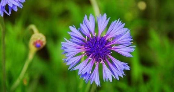 探寻矢车菊的花语之美（悠远的永恒之爱）