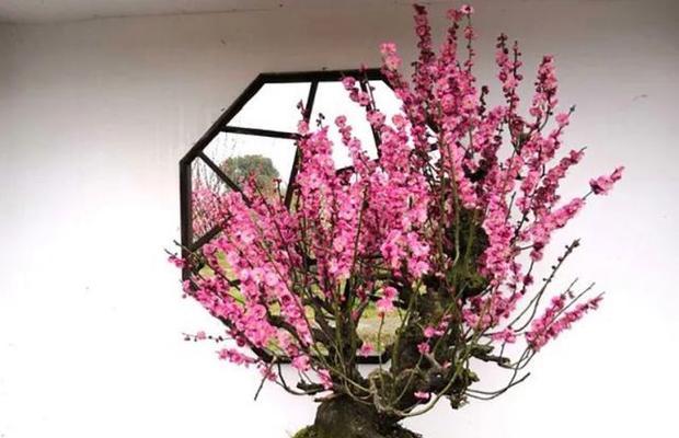 以梅花摘心的含义及象征解读（揭示中国传统文化中的情感表达方式与哲理）