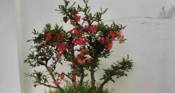 以梅花摘心的含义及象征解读（揭示中国传统文化中的情感表达方式与哲理）