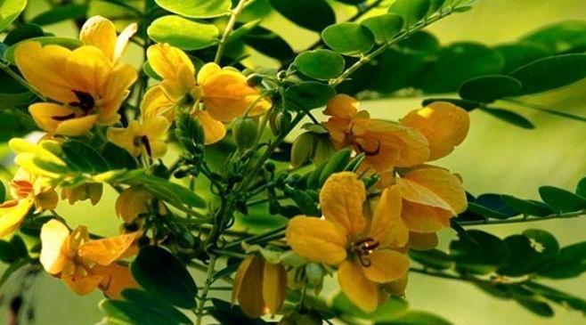 槐花的花语与传说（槐花花语的多样性及其象征意义）