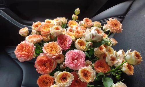 狂欢泡泡玫瑰（在欢乐的泡泡中绽放的芬芳）