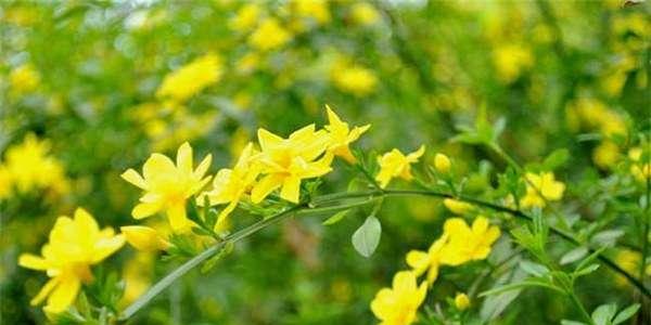 春天的花卉世界（探索代表春天的植物花卉）