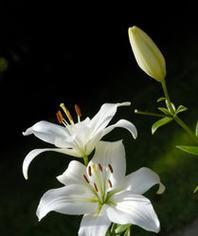 亚洲百合花的花语及文化意义（探寻亚洲百合花的神秘语言）
