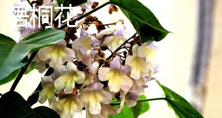 梧桐的象征意义和寓意（探索梧桐树的象征意义与文化内涵）