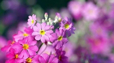 花语之美（探寻花朵背后的浪漫密码）