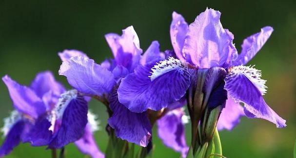 花语之美（探寻花朵背后的浪漫密码）