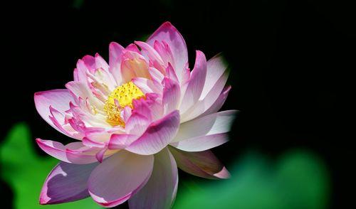 莲花的象征意义及深远影响（一朵花）