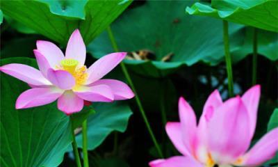 莲花的象征意义及深远影响（一朵花）