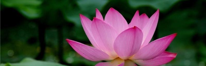 荷花的特点和象征意义（揭示荷花的秀丽与深远）