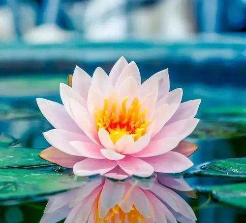 荷花的特点和象征意义（揭示荷花的秀丽与深远）