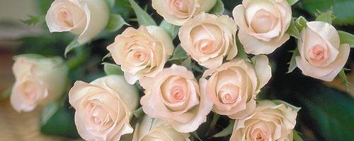 香槟玫瑰花的花语揭示情感和浪漫（香槟玫瑰花的象征意义和传达的情感）