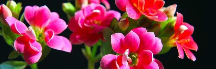 以表示遵守时间的花花语是遵守时间的花（传递时间观念的花语之美）