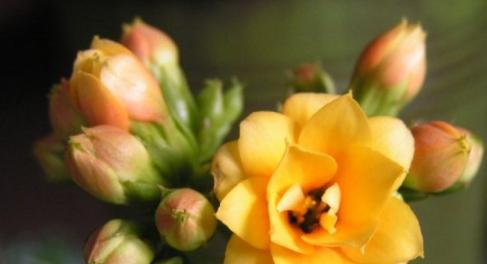 以表示遵守时间的花花语是遵守时间的花（传递时间观念的花语之美）