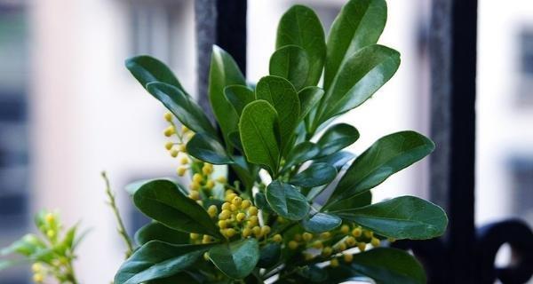 以表示遵守时间的花花语是遵守时间的花（传递时间观念的花语之美）