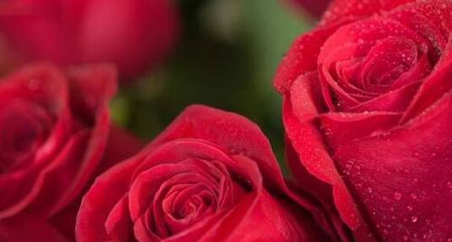 玫瑰花语之55朵花的深意（解读玫瑰花的神秘密码）