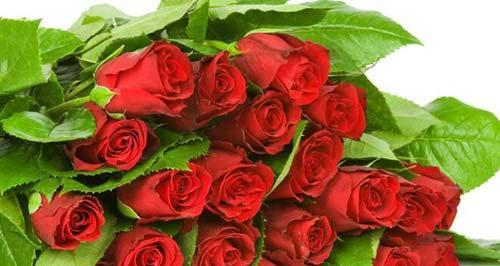 玫瑰花语之55朵花的深意（解读玫瑰花的神秘密码）