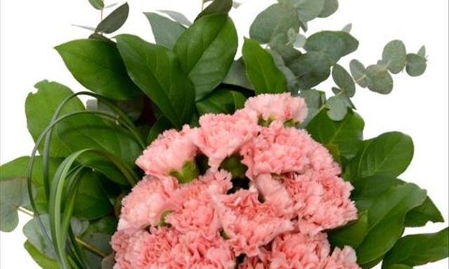 粉色康乃馨的花语及象征意义（探索康乃馨的花语和粉色的象征意义）