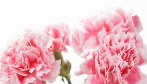 粉色康乃馨的花语及象征意义（探索康乃馨的花语和粉色的象征意义）