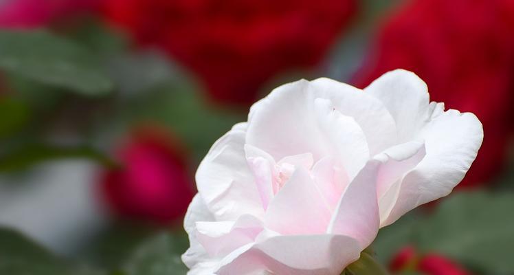 月季花语——爱情与希望的象征（探索月季的浪漫与祝福）